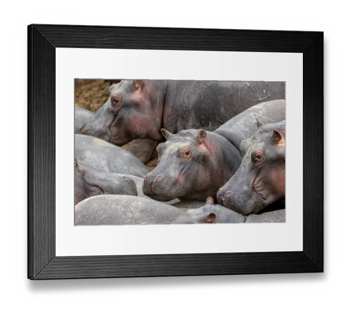 Framed Print : RF - Group of Hippopotamuses (Hippopotamus amphibius) wallowing in water, Masai Mara National Reserve, Kenya Framed Print : RF - Group of Hippopotamuses (Hippopotamus amphibius) wallowing in water, Masai Mara National Reserve, Kenya