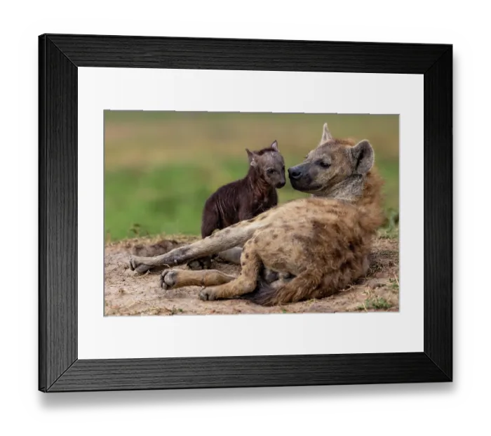 Framed Print : Spotted hyena (Crocuta crocuta) female with cub resting near entrance to the den, Masai Mara National Reserve, Kenya Framed Print : Spotted hyena (Crocuta crocuta) female with cub resting near entrance to the den, Masai Mara National Reserve, Kenya