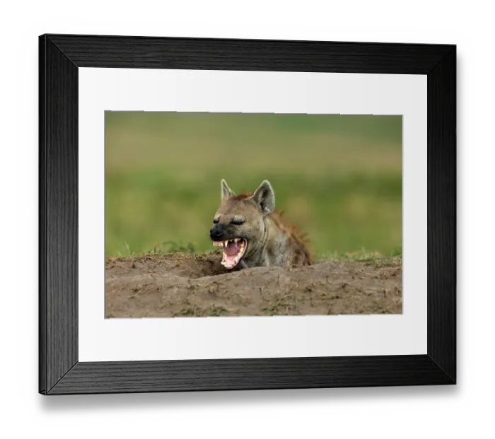 Framed Print : RF - Spotted hyena (Crocuta crocuta) peering out from den entrance, snarling, Masai Mara National Reserve, Kenya