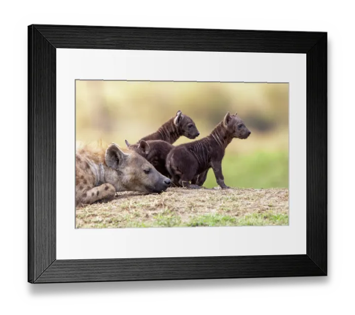 Framed Print : Spotted hyena (Crocuta crocuta) female with cubs resting near entrance to the den, Masai Mara National Reserve, Kenya Framed Print : Spotted hyena (Crocuta crocuta) female with cubs resting near entrance to the den, Masai Mara National Reserve, Kenya