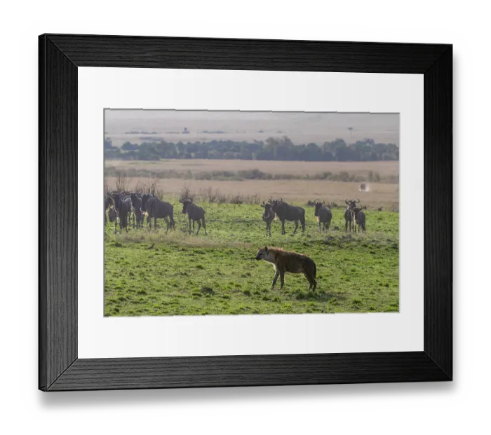 Framed Print : Spotted hyena (Crocuta crocuta) standing in the savanna with a herd of Wildebeest (Connochaetes taurinus) in background, Masai Mara National Reserve, Kenya Framed Print : Spotted hyena (Crocuta crocuta) standing in the savanna with a herd of Wildebeest (Connochaetes taurinus) in background, Masai Mara National Reserve, Kenya