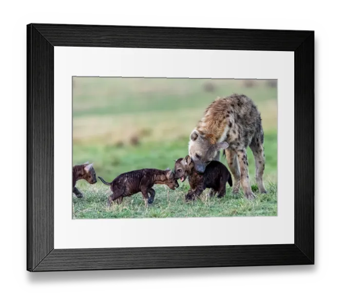 Framed Print : Spotted hyena (Crocuta crocuta) female looking after cubs near the entrance to the den, Masai Mara National Reserve, Kenya Framed Print : Spotted hyena (Crocuta crocuta) female looking after cubs near the entrance to the den, Masai Mara National Reserve, Kenya