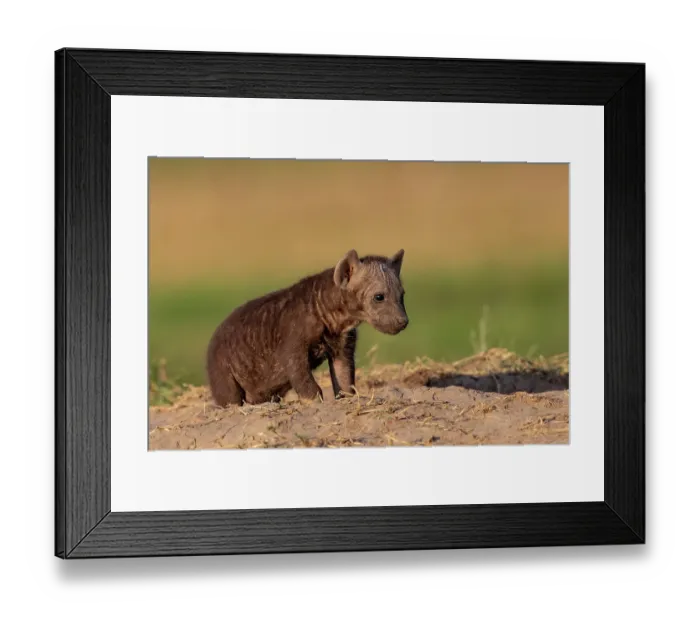 Framed Print : Spotted hyena (Crocuta crocuta) cub sitting close to den, Masai Mara National Reserve, Kenya Framed Print : Spotted hyena (Crocuta crocuta) cub sitting close to den, Masai Mara National Reserve, Kenya