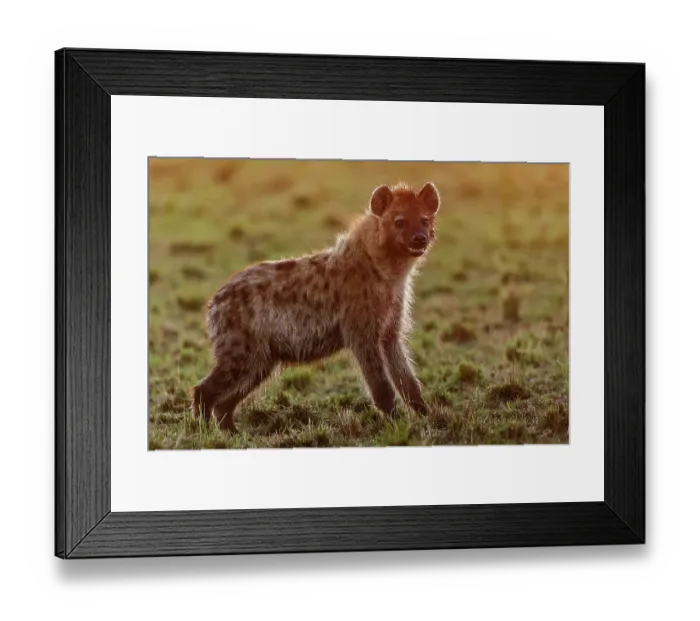 Framed Print : Spotted hyena (Crocuta crocuta) portrait, Masai Mara National Reserve, Kenya Framed Print : Spotted hyena (Crocuta crocuta) portrait, Masai Mara National Reserve, Kenya