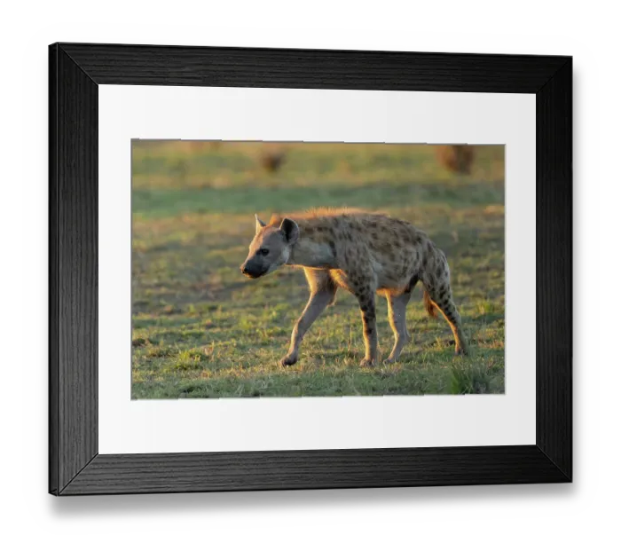 Framed Print : Spotted hyena (Crocuta crocuta) walking in the savanna near entrance to the den, Masai Mara National Reserve, Kenya Framed Print : Spotted hyena (Crocuta crocuta) walking in the savanna near entrance to the den, Masai Mara National Reserve, Kenya