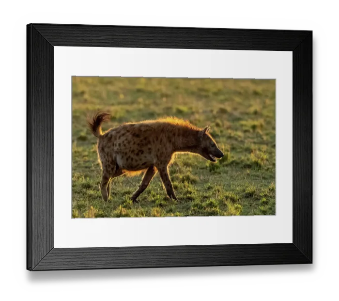 Framed Print : Spotted hyena (Crocuta crocuta) walking in the savanna, Masai Mara National Reserve, Kenya Framed Print : Spotted hyena (Crocuta crocuta) walking in the savanna, Masai Mara National Reserve, Kenya