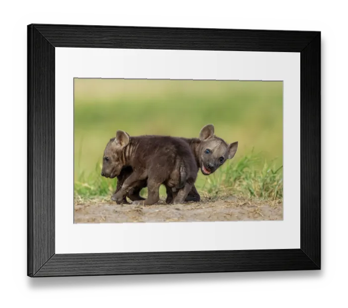 Framed Print : Two Spotted hyena (Crocuta crocuta) cubs playing in grass near the den, Masai Mara National Reserve, Kenya Framed Print : Two Spotted hyena (Crocuta crocuta) cubs playing in grass near the den, Masai Mara National Reserve, Kenya