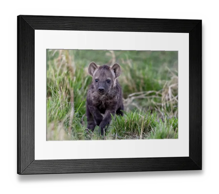Framed Print : Spotted hyena (Crocuta crocuta) cub playing in grass near the den, Masai Mara National Reserve, Kenya Framed Print : Spotted hyena (Crocuta crocuta) cub playing in grass near the den, Masai Mara National Reserve, Kenya
