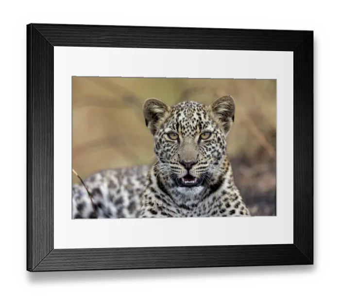 Framed Print : Africa leopard (Panthera pardus pardus) resting, portrait, Masai Mara National Reserve, Kenya Framed Print : Africa leopard (Panthera pardus pardus) resting, portrait, Masai Mara National Reserve, Kenya