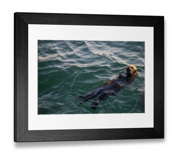 Framed Print : RF - Southern sea otter (Enhydra lutris nereis) swimming in a bay in early evening, central California coast, USA, Pacific Ocean. Endangered Framed Print : RF - Southern sea otter (Enhydra lutris nereis) swimming in a bay in early evening, central California coast, USA, Pacific Ocean. Endangered