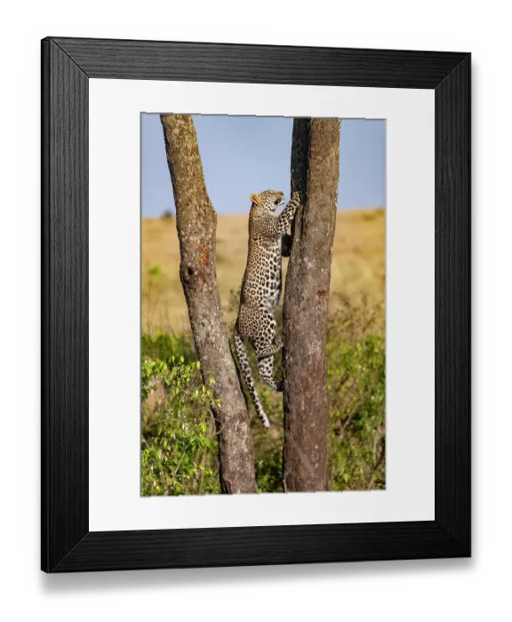 Framed Print : African leopard (Panthera pardus pardus) juvenile, climbing tree, Masai Mara National Reserve, Kenya Framed Print : African leopard (Panthera pardus pardus) juvenile, climbing tree, Masai Mara National Reserve, Kenya
