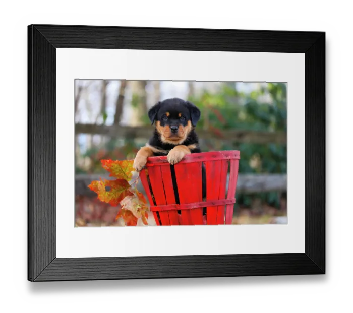 Framed Print : RF - Rottweiler puppy sitting in a basket, portrait, Haddam, Connecticut, USA. December. (This image may be licensed either as rights managed or royalty free.) Framed Print : RF - Rottweiler puppy sitting in a basket, portrait, Haddam, Connecticut, USA. December. (This image may be licensed either as rights managed or royalty free.)