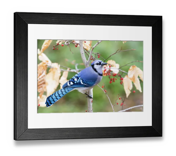 Framed Print : RF - Blue jay (Cyanocitta cristata) perched in tree next to sprigs of Bittersweet (Solanum dulcamara), Milford, Connecticut, USA. January Framed Print : RF - Blue jay (Cyanocitta cristata) perched in tree next to sprigs of Bittersweet (Solanum dulcamara), Milford, Connecticut, USA. January