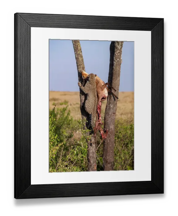 Framed Print : African leopard (Panthera pardus pardus) female, climbing tree carrying the remains of a Reedbuck (Redunca sp.) prey, Masai Mara National Reserve, Kenya Framed Print : African leopard (Panthera pardus pardus) female, climbing tree carrying the remains of a Reedbuck (Redunca sp.) prey, Masai Mara National Reserve, Kenya