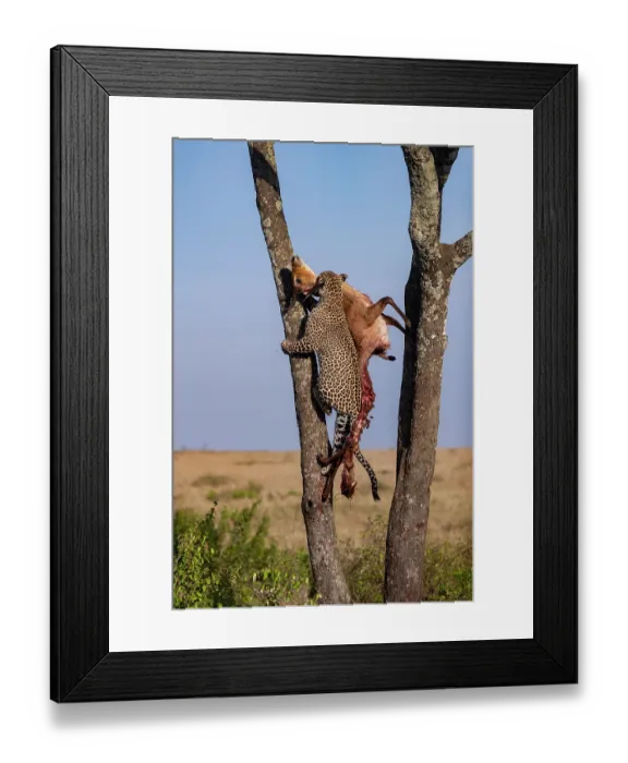 Framed Print : African leopard (Panthera pardus pardus) female, climbing tree carrying the remains of a Reedbuck (Redunca sp.) prey, Masai Mara National Reserve, Kenya Framed Print : African leopard (Panthera pardus pardus) female, climbing tree carrying the remains of a Reedbuck (Redunca sp.) prey, Masai Mara National Reserve, Kenya