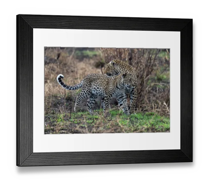 Framed Print : African leopard (Panthera pardus pardus) female with cub, aged one year, portrait, Masai Mara National Reserve, Kenya Framed Print : African leopard (Panthera pardus pardus) female with cub, aged one year, portrait, Masai Mara National Reserve, Kenya