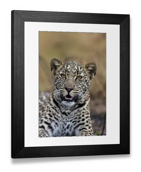 Framed Print : Africa leopard (Panthera pardus pardus) resting, portrait, Masai Mara National Reserve, Kenya Framed Print : Africa leopard (Panthera pardus pardus) resting, portrait, Masai Mara National Reserve, Kenya