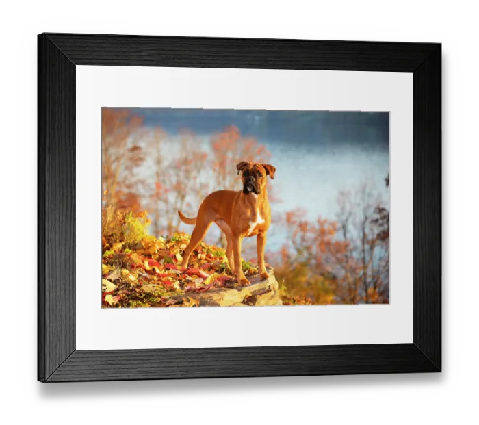 Framed Print : Boxer, female with natural tail and ears, in autumn, portrait, Haddam, Connecticut, USA. October Framed Print : Boxer, female with natural tail and ears, in autumn, portrait, Haddam, Connecticut, USA. October