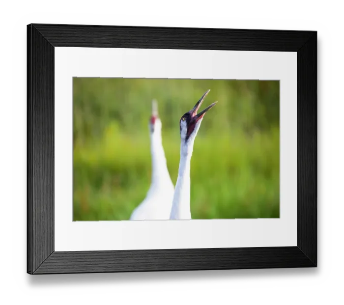 Framed Print : RF - Whooping cranes (Grus americana) pair, calling in unison in wetland, International Crane Foundation, Baraboo, Wisconsin, USA