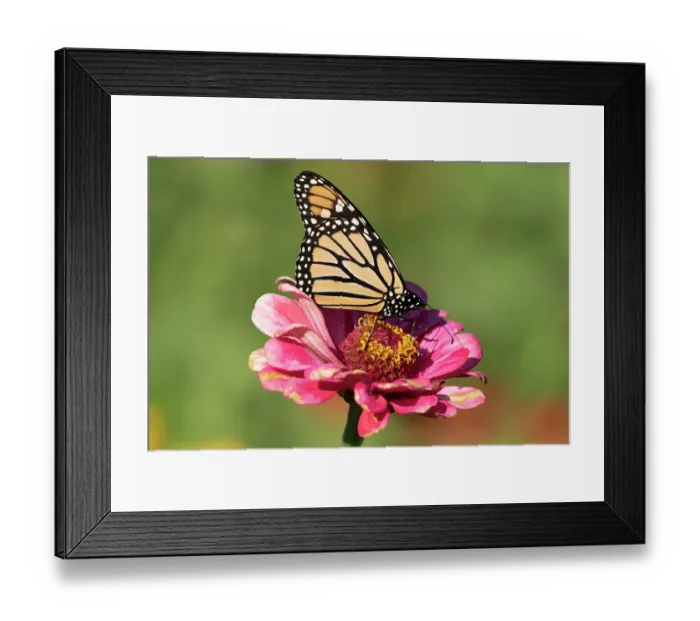 Framed Print : RF - Monarch butterfly (Danaus plexippus) nectaring on Zinnia flower in a garden, southern Connecticut, USA. September Framed Print : RF - Monarch butterfly (Danaus plexippus) nectaring on Zinnia flower in a garden, southern Connecticut, USA. September