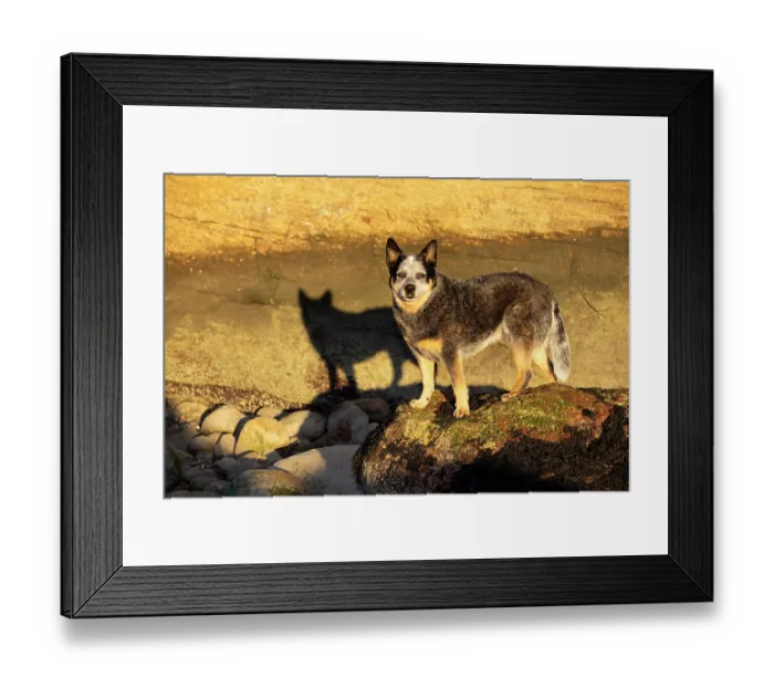 Framed Print : Australian cattle dog standing on rocks on the shore, Madison, Connecticut, USA. October Framed Print : Australian cattle dog standing on rocks on the shore, Madison, Connecticut, USA. October
