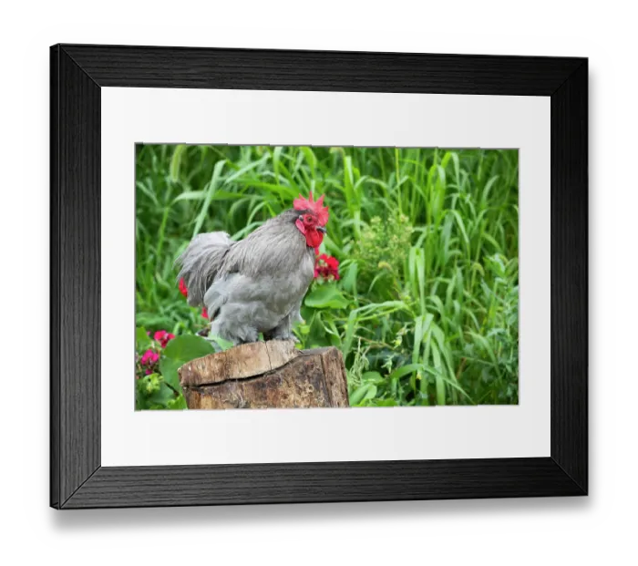 Framed Print : Lavender cochin rooster, portrait, free-ranging on farm, Calamus, Iowa, USA. August Framed Print : Lavender cochin rooster, portrait, free-ranging on farm, Calamus, Iowa, USA. August
