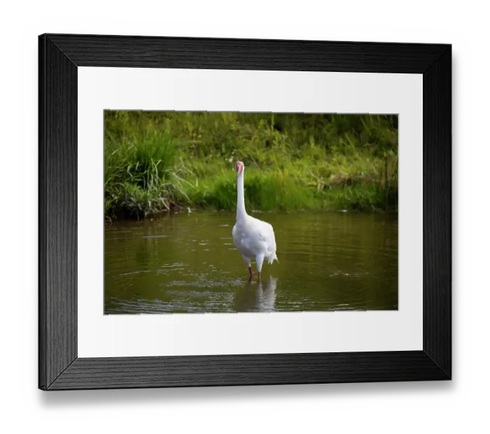 Framed Print : RF - Siberian crane (Leucogeranus leucogeranus) standing in shallow pool, International Crane Foundation, Baraboo, Wisconsin, USA. Captive, occurs in Asia. Critically endangered Framed Print : RF - Siberian crane (Leucogeranus leucogeranus) standing in shallow pool, International Crane Foundation, Baraboo, Wisconsin, USA. Captive, occurs in Asia. Critically endangered