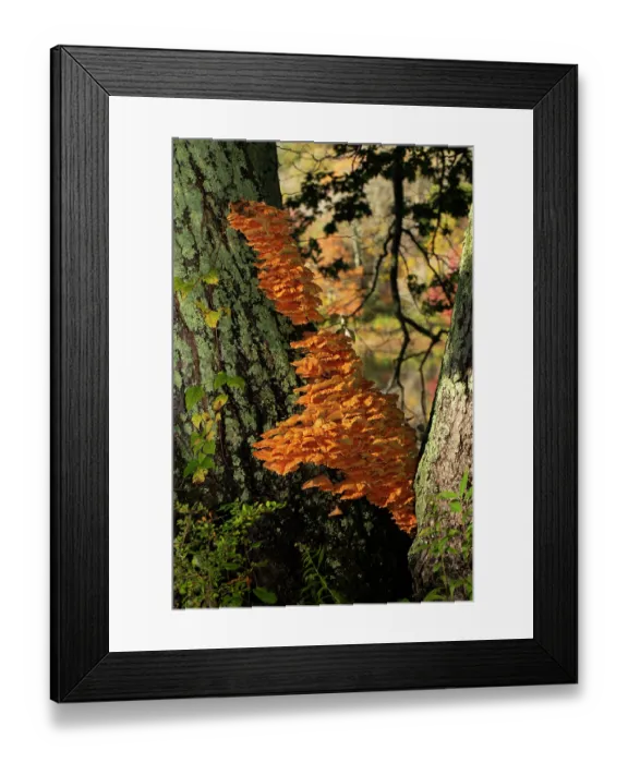 Framed Print : Chicken mushroom / Chicken of the woods (Laetiporus sulphureus) growing on Maple tree, Miles Wildlife Santuary, West Cornwall, Connecticut, USA. October Framed Print : Chicken mushroom / Chicken of the woods (Laetiporus sulphureus) growing on Maple tree, Miles Wildlife Santuary, West Cornwall, Connecticut, USA. October