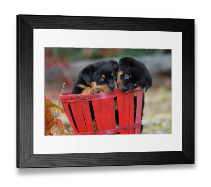 Framed Print : Two Rottweiler puppies sitting in a basket, portrait, Haddam, Connecticut, USA. December Framed Print : Two Rottweiler puppies sitting in a basket, portrait, Haddam, Connecticut, USA. December