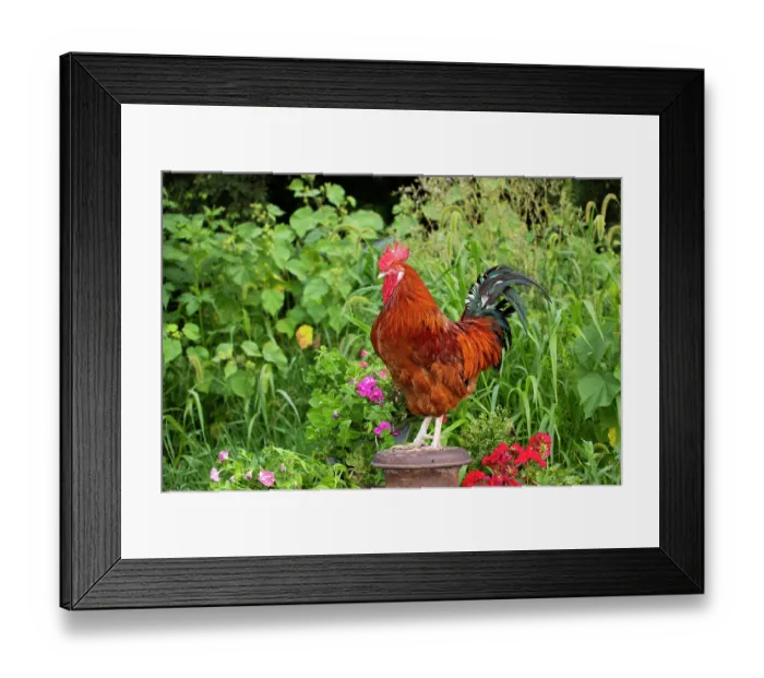 Framed Print : Red Sussex rooster, portrait, on farm, Calamus, Iowa, USA. August Framed Print : Red Sussex rooster, portrait, on farm, Calamus, Iowa, USA. August