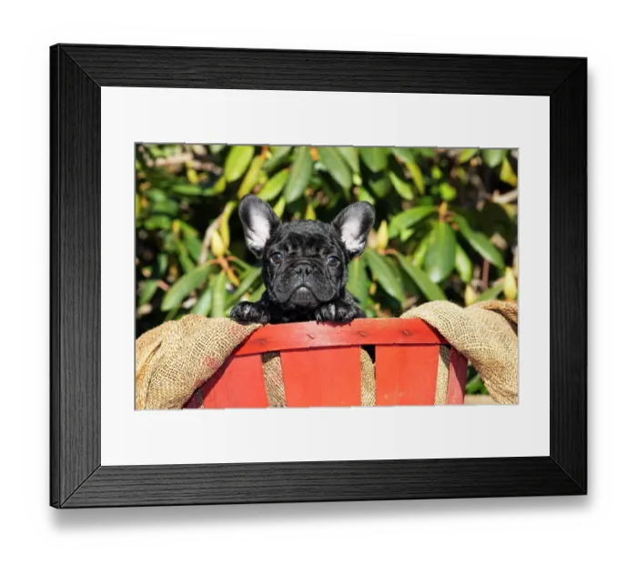 Framed Print : French bulldog puppy sitting in a pot, portrait, Haddam, Connecticut, USA. January Framed Print : French bulldog puppy sitting in a pot, portrait, Haddam, Connecticut, USA. January