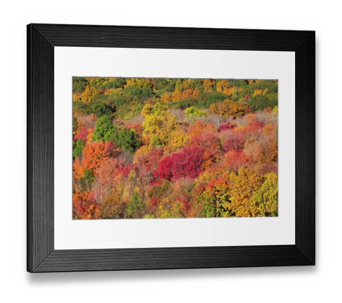 Framed Print : Deciduous forest in autumnal colours, Middlefield, Connecticut, USA. October, 2023