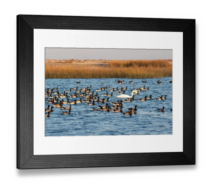 Framed Print : Brant geese (Branta bernicla), Canada geese (Branta canadensis), and a Mute swan (Cygnus olor) foraging in shallow tidal lagoon Framed Print : Brant geese (Branta bernicla), Canada geese (Branta canadensis), and a Mute swan (Cygnus olor) foraging in shallow tidal lagoon