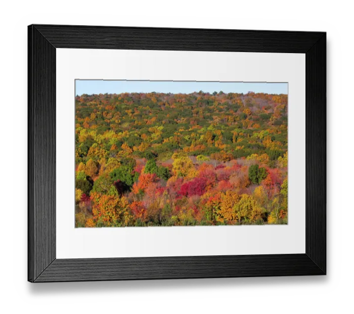 Framed Print : Deciduous forest in autumnal colours, Middlefield, Connecticut, USA. October, 2023 Framed Print : Deciduous forest in autumnal colours, Middlefield, Connecticut, USA. October, 2023