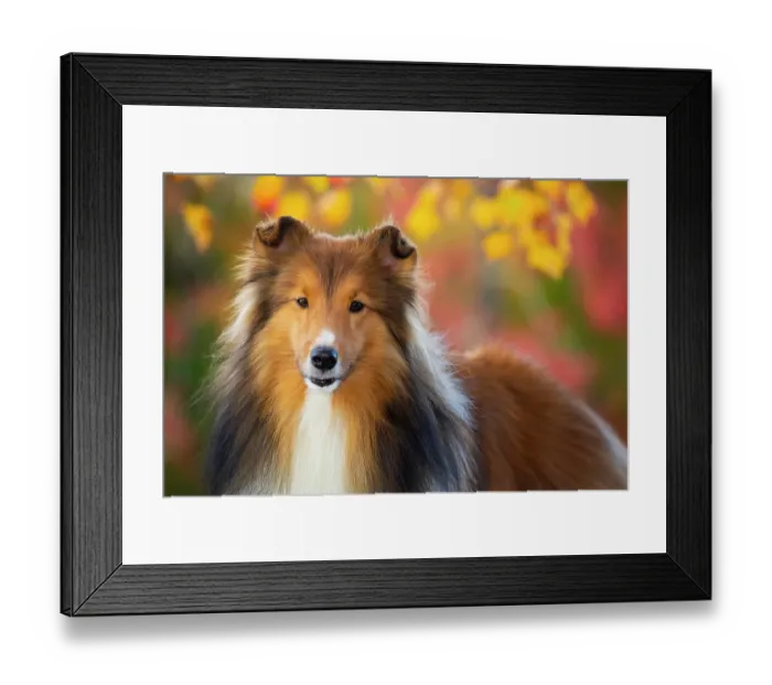Framed Print : Shetland sheepdog in autumn, portrait, Litchfield, Connecticut, USA. October Framed Print : Shetland sheepdog in autumn, portrait, Litchfield, Connecticut, USA. October