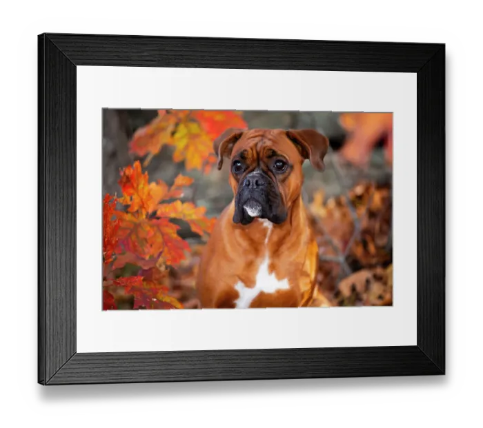 Framed Print : Boxer with natural ears and tail (Euro style) in late autumn, portrait, Connecticut, USA. November Framed Print : Boxer with natural ears and tail (Euro style) in late autumn, portrait, Connecticut, USA. November