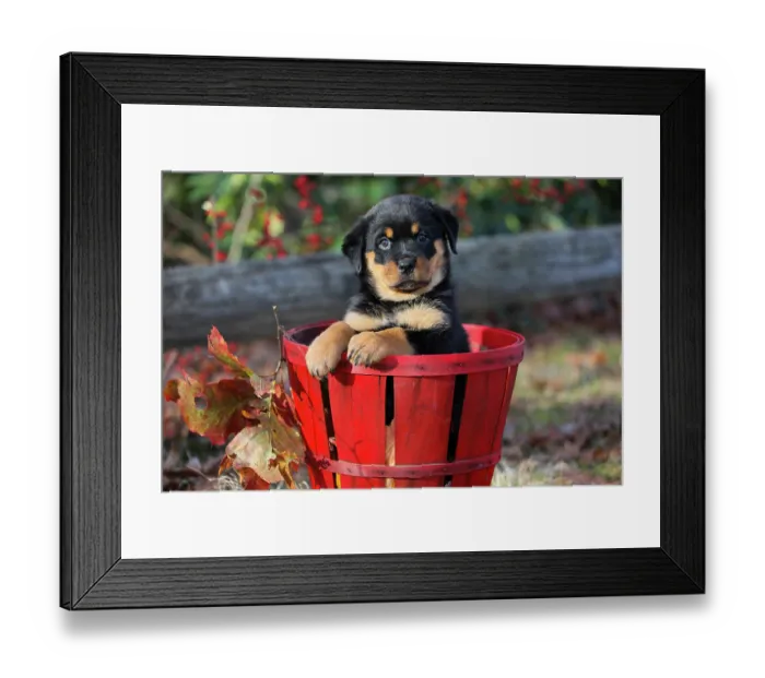 Framed Print : Rottweiler puppy sitting in a basket, portrait, Haddam, Connecticut, USA. December Framed Print : Rottweiler puppy sitting in a basket, portrait, Haddam, Connecticut, USA. December