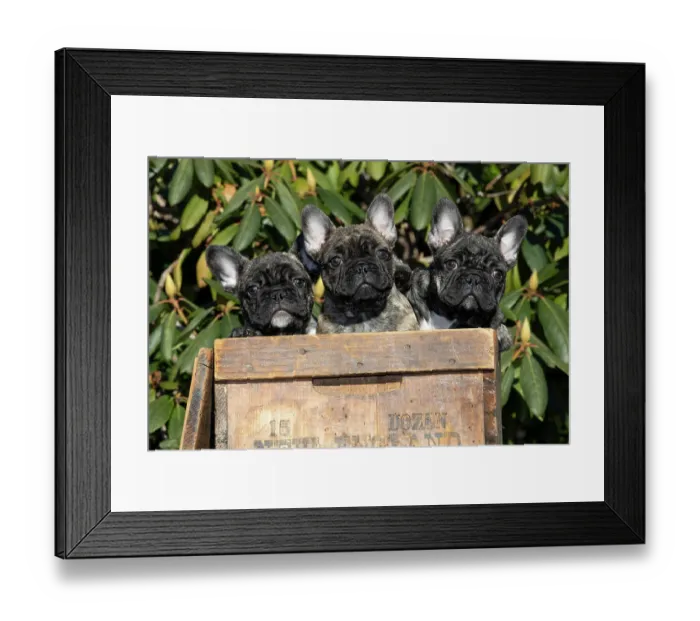 Framed Print : Three French bulldog puppies sitting in a box, portrait, Haddam, Connecticut, USA. January