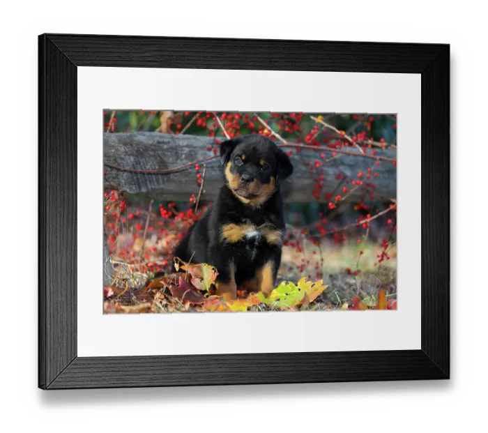 Framed Print : Rottweiler puppy portrait, Haddam, Connecticut, USA. December Framed Print : Rottweiler puppy portrait, Haddam, Connecticut, USA. December
