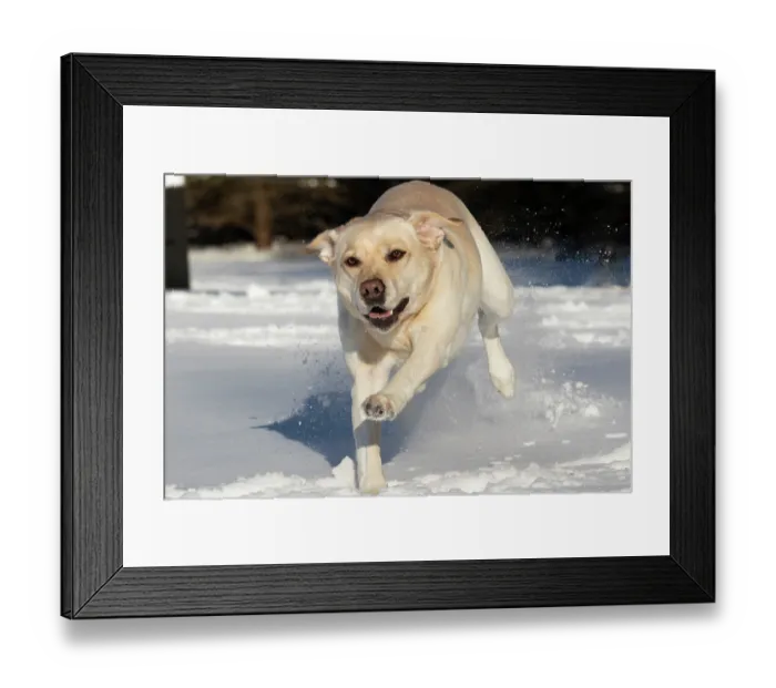 Framed Print : Yellow Labrador retriever running through snow, Litchfield, Connecticut, USA. January Framed Print : Yellow Labrador retriever running through snow, Litchfield, Connecticut, USA. January