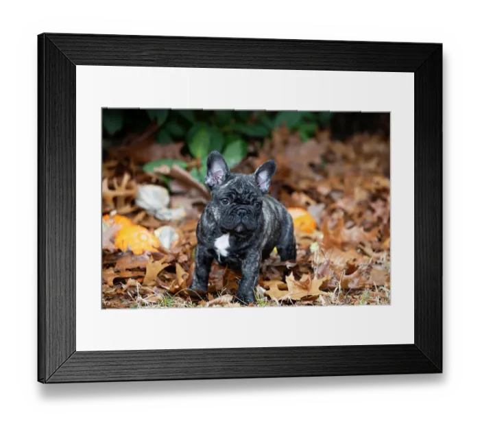 Framed Print : French bulldog puppy, portrait, Haddam, Connecticut, USA. January Framed Print : French bulldog puppy, portrait, Haddam, Connecticut, USA. January