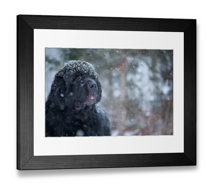 Framed Print : Newfoundland standing in snow, portrait, Killingworth, Connecticut, USA. February