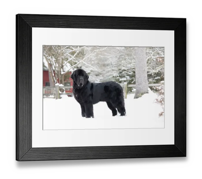 Framed Print : Newfoundland standing in snow, portrait, Killingworth, Connecticut, USA. February Framed Print : Newfoundland standing in snow, portrait, Killingworth, Connecticut, USA. February