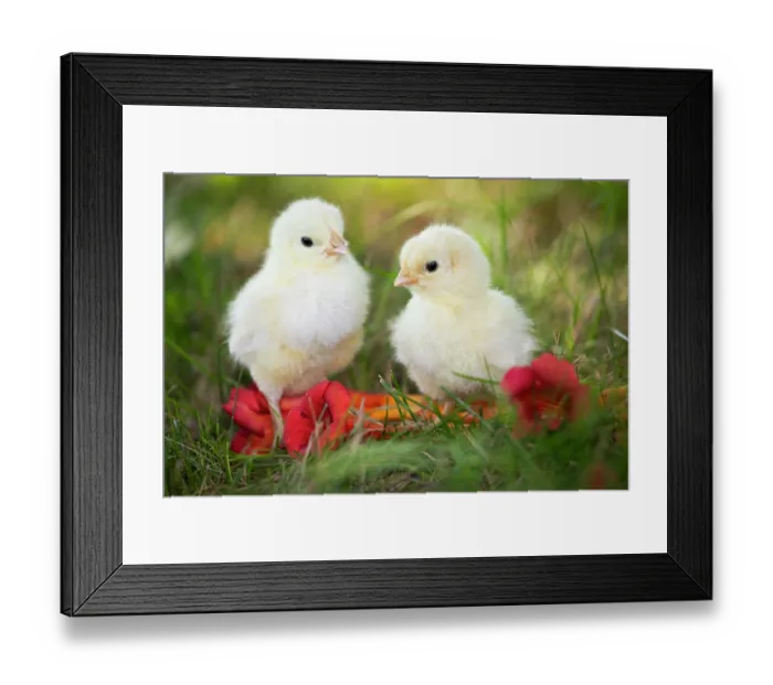Framed Print : Two Bresse chicks and Trumpet Vine flowers, Calamus, Iowa, USA. August