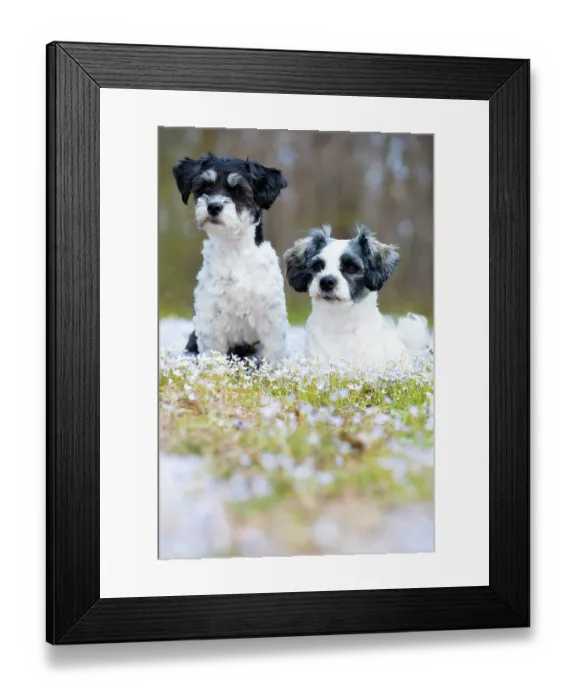 Framed Print : Two Havanese dogs in spring foliage, portrait, Haddam, Connecticut, USA. April Framed Print : Two Havanese dogs in spring foliage, portrait, Haddam, Connecticut, USA. April