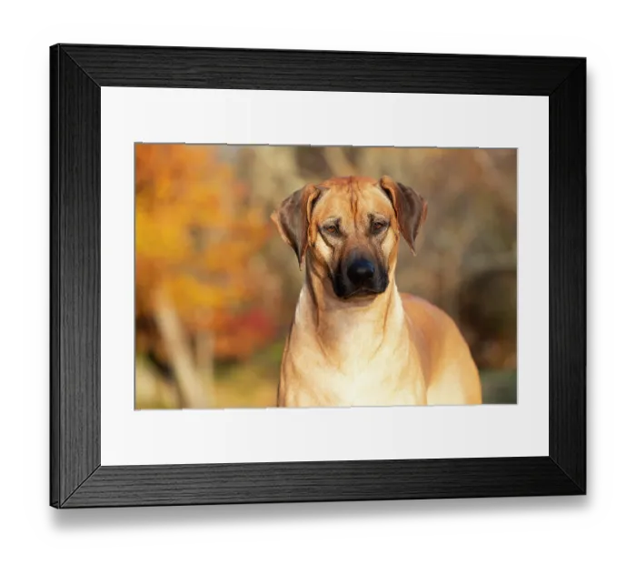 Framed Print : Rhodesian ridgeback, male, in late autumn, portrait, Connecticut, USA. November Framed Print : Rhodesian ridgeback, male, in late autumn, portrait, Connecticut, USA. November