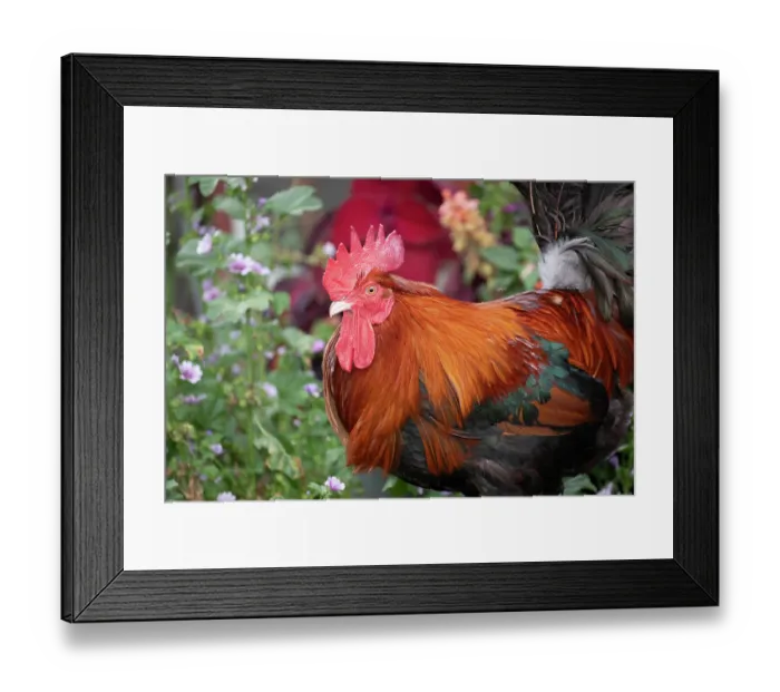 Framed Print : Red Dorking rooster portrait, free ranging on farm, Calamus, Iowa, USA. August Framed Print : Red Dorking rooster portrait, free ranging on farm, Calamus, Iowa, USA. August