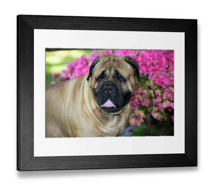 Framed Print : Bullmastiff, male, sitting next to late spring flowers, head portrait, Haddam, Connecticut, USA. June Framed Print : Bullmastiff, male, sitting next to late spring flowers, head portrait, Haddam, Connecticut, USA. June