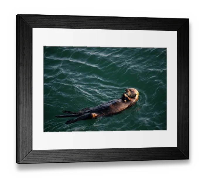 Framed Print : Southern sea otter (Enhydra lutris nereis) swimming in a bay feeding on a Sunray venus clam (Macrocallista nimbosa) in early evening, central California coast, USA, Pacific Ocean Framed Print : Southern sea otter (Enhydra lutris nereis) swimming in a bay feeding on a Sunray venus clam (Macrocallista nimbosa) in early evening, central California coast, USA, Pacific Ocean