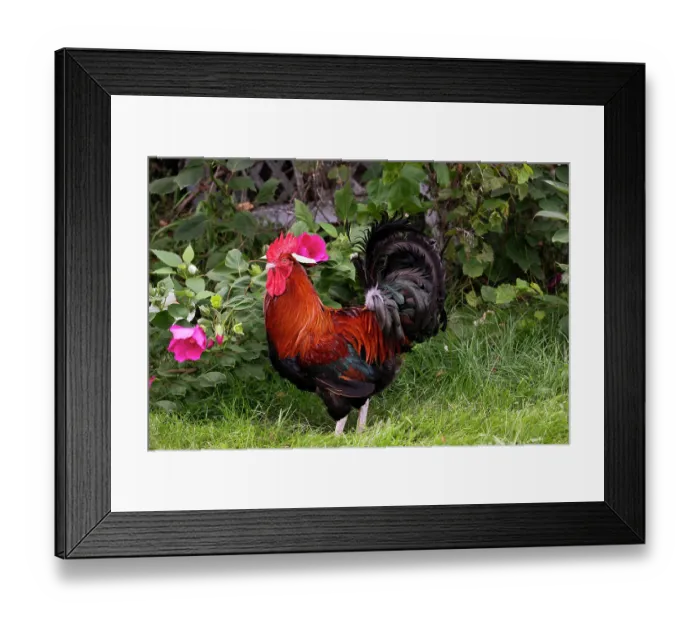 Framed Print : Red Dorking rooster portrait, free ranging on farm, Calamus, Iowa, USA. August Framed Print : Red Dorking rooster portrait, free ranging on farm, Calamus, Iowa, USA. August